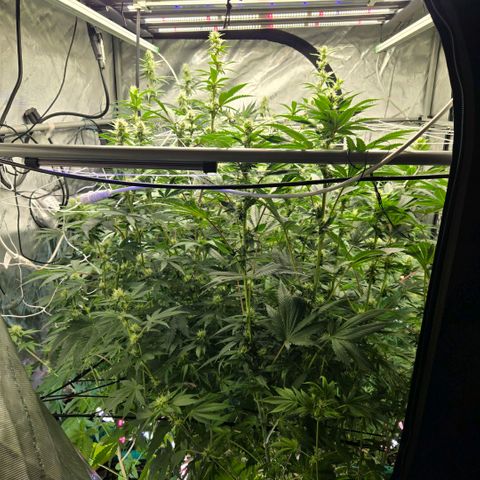 Super Skunk growlog timeline photo