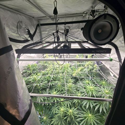 Super Skunk growlog timeline photo