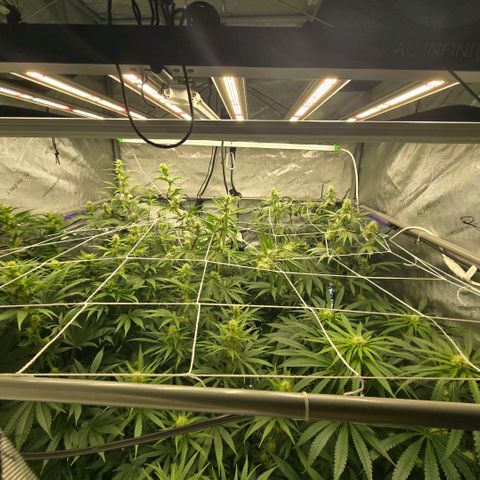 Super Skunk growlog timeline photo