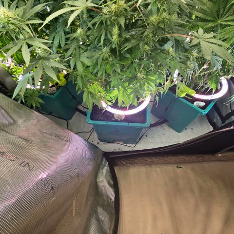 Super Skunk growlog timeline photo