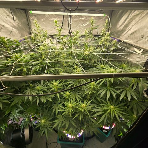 Super Skunk growlog timeline photo