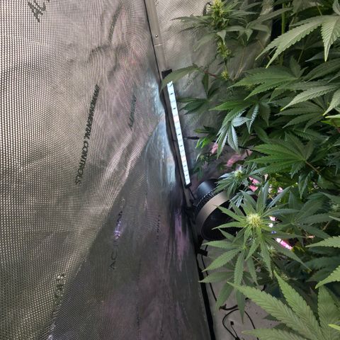 Super Skunk growlog timeline photo