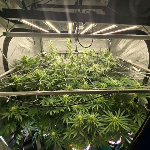 Super Skunk growlog photo: Mid-flower