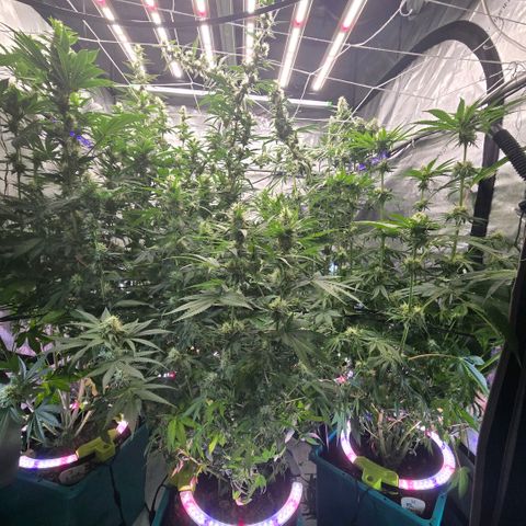 Super Skunk growlog photo: Little trim