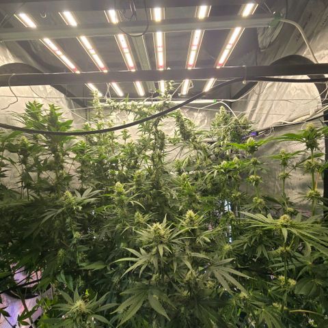 Super Skunk growlog photo: Little trim