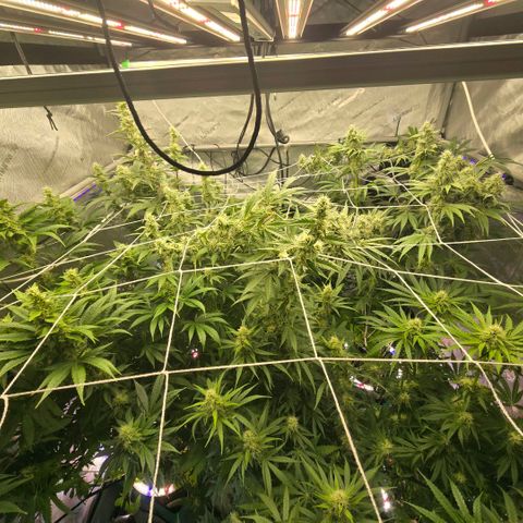 Super Skunk growlog photo: Little trim