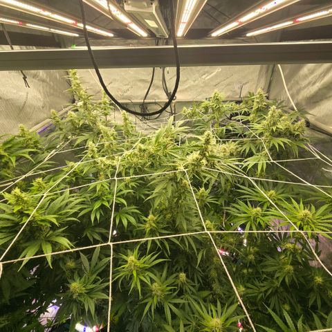 Super Skunk growlog timeline photo