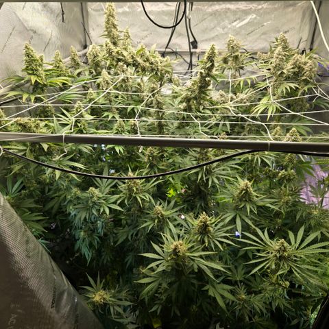 Super Skunk growlog timeline photo