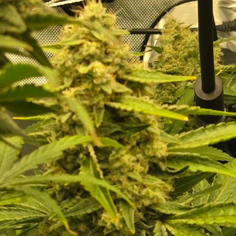 Super Skunk growlog photo: Finishing up