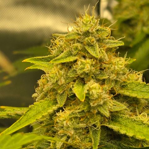 Super Skunk growlog photo: Finishing up