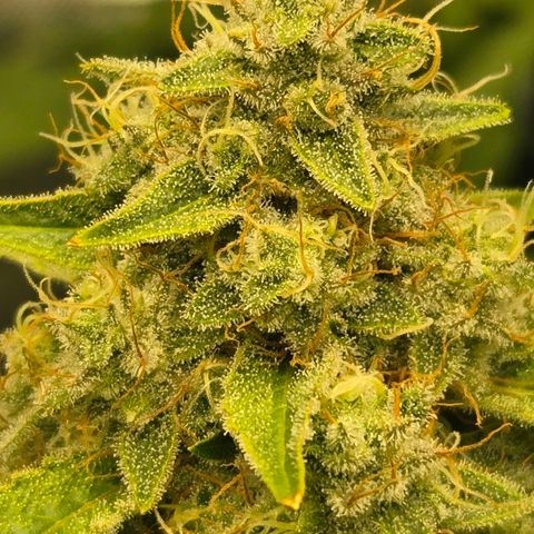 Super Skunk growlog photo: Finishing up