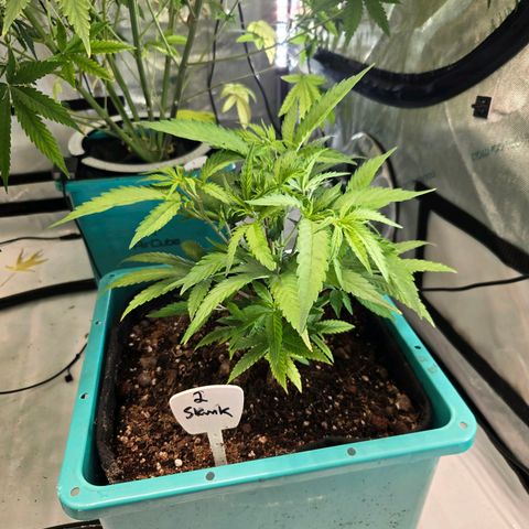 Original Skunk No.1 growlog timeline photo