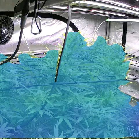 Dark Putang growlog photo: Added ai cameras to tent...gotta cool down