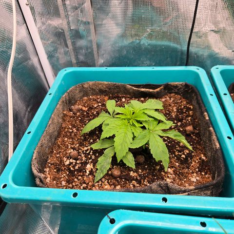 Dark Putang growlog timeline photo