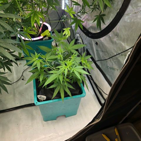 Original Skunk No.1 growlog timeline photo