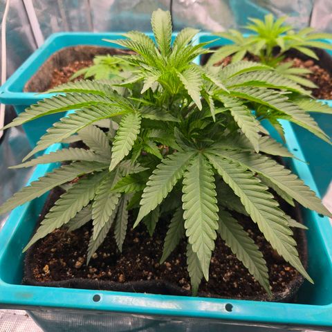 Cool Pops growlog timeline photo