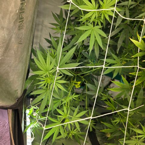Original Skunk No.1 growlog timeline photo