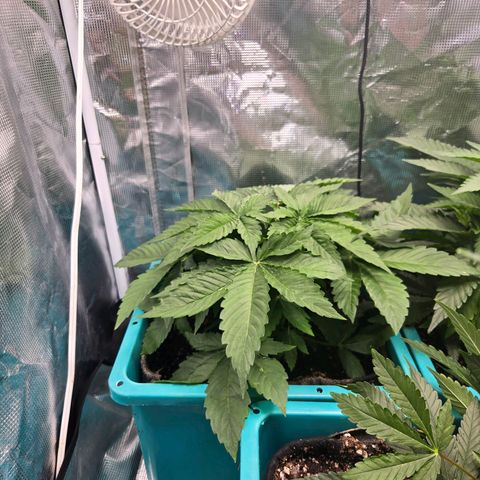 Dark Putang growlog timeline photo