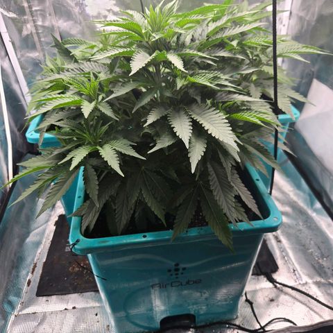 Cool Pops growlog timeline photo