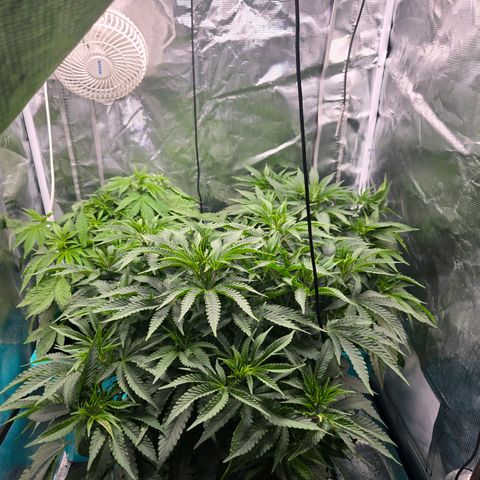 Dark Putang growlog timeline photo