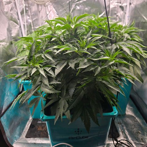 Cool Pops growlog timeline photo