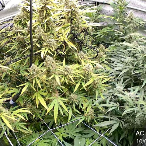 Original Skunk No.1 growlog photo: Getting close...
