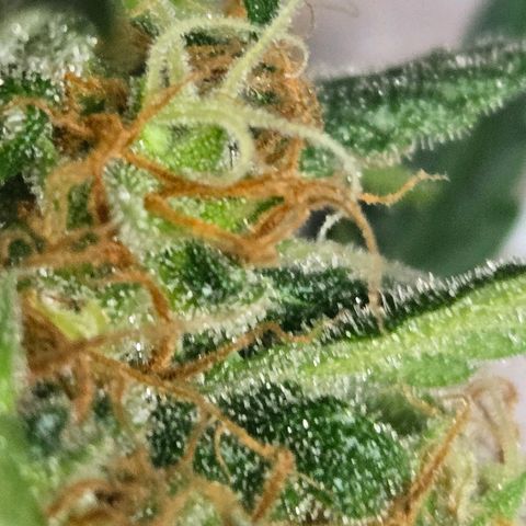 Original Skunk No.1 growlog photo: Getting close...