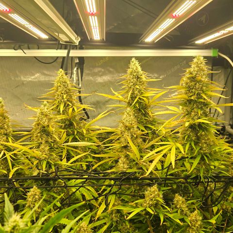 Original Skunk No.1 growlog photo: Getting close...