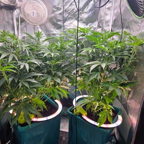 Cool Pops growlog photo: Twin clones - 🌼 
