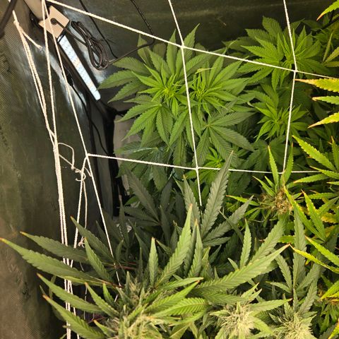 Dark Putang growlog timeline photo