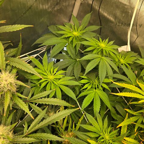 Dark Putang growlog timeline photo