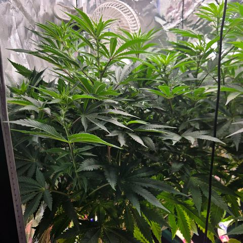 Cool Pops growlog timeline photo