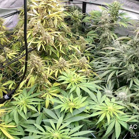 Dark Putang growlog timeline photo