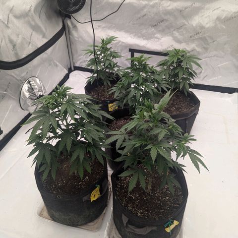 Sun dart growlog timeline photo