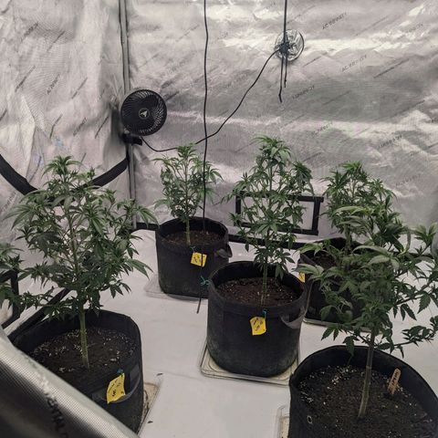Sun dart growlog timeline photo