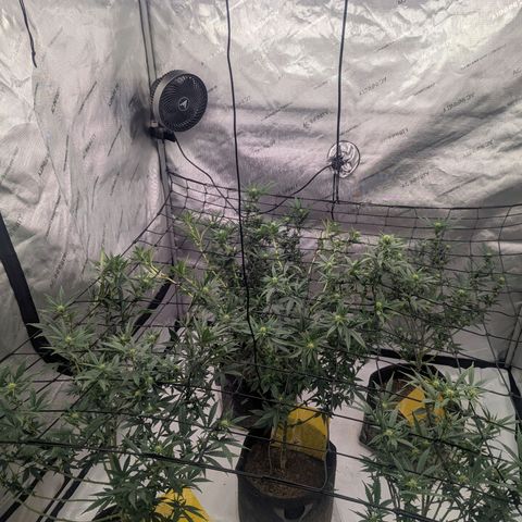 Sun dart growlog photo: Before and after defoliation 