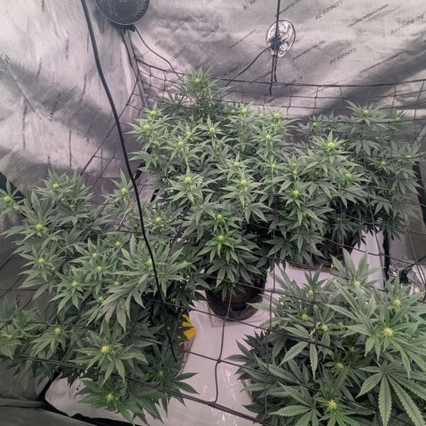 Sun dart growlog photo: Before and after defoliation 