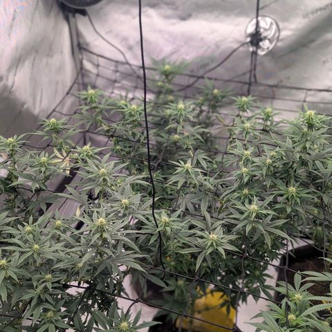 Sun dart growlog timeline photo