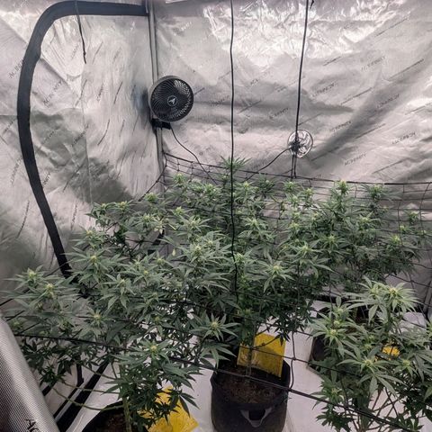 Sun dart growlog timeline photo