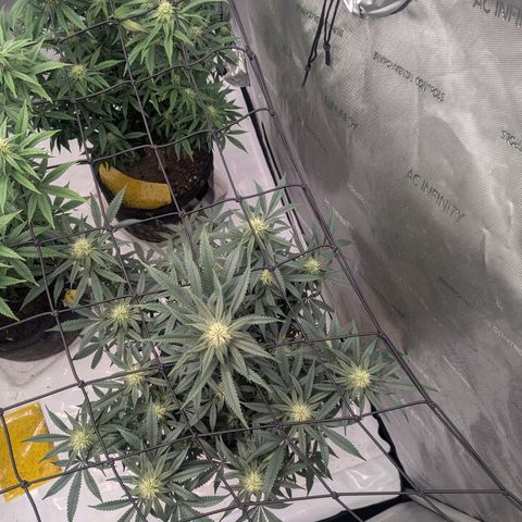 Sun dart growlog timeline photo