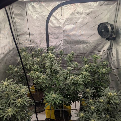 Sun dart growlog timeline photo