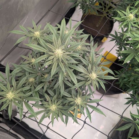 Sun dart growlog timeline photo