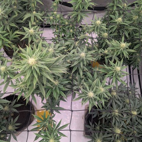Sun dart growlog timeline photo