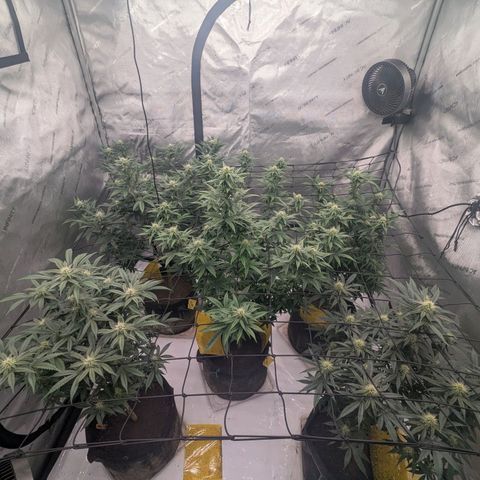 Sun dart growlog timeline photo