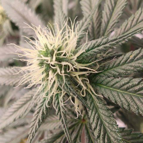 Sun dart growlog timeline photo