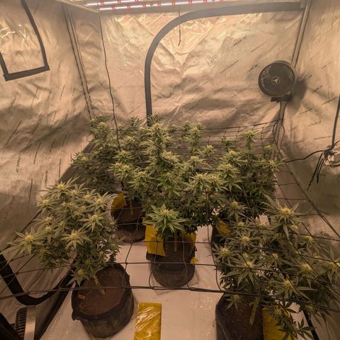 Sun dart growlog timeline photo