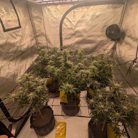 Sun dart growlog timeline photo