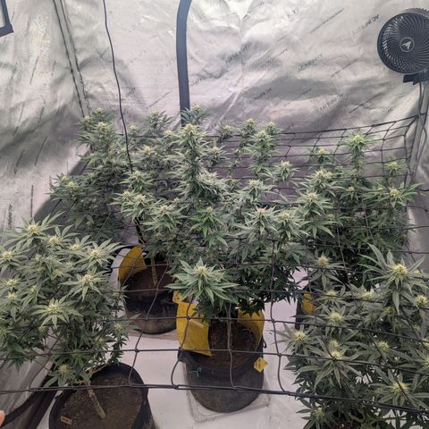 Sun dart growlog timeline photo