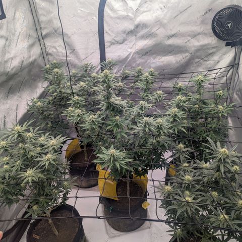 Sun dart growlog timeline photo