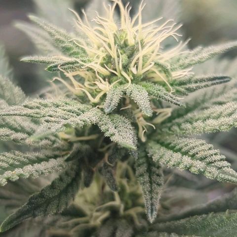 Sun dart growlog timeline photo